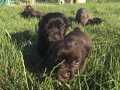 Cane Corso Mükemmel Kalite yavrular