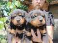 Show Kalite Rottweiler Yavrularımız