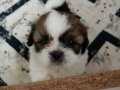 Show Kalite Shih Tzu Bebekler