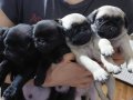 Pug yavrularimiz 
