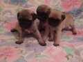Pug yavrularımız 
