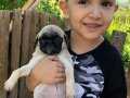Pug yavrularımız 