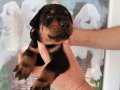 Doberman