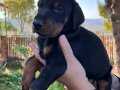 Doberman