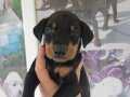 Doberman