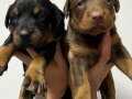Doberman