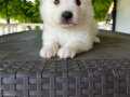 Samoyed 