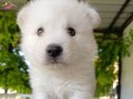 Samoyed 