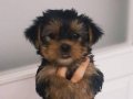 Elit Yorkshire Terrier Yavruları