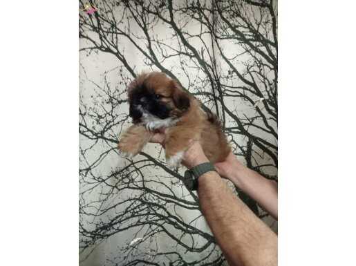 Maskeli Anne Altından Mini