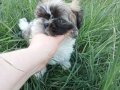 Anne Altından Safkan Shih Tzu