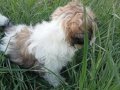 Anne Altından Safkan Shih Tzu