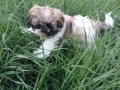 Anne Altından Safkan Shih Tzu