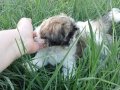 Anne Altından Safkan Shih Tzu