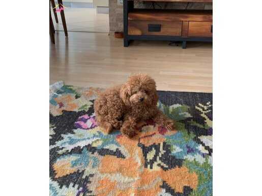 MİNİ BOY POODLE YAVRULARI iletişim whatspp