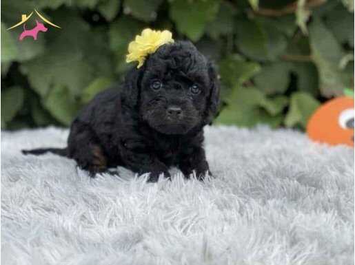 SİYAH TOY POODLE iletişim Whatspp