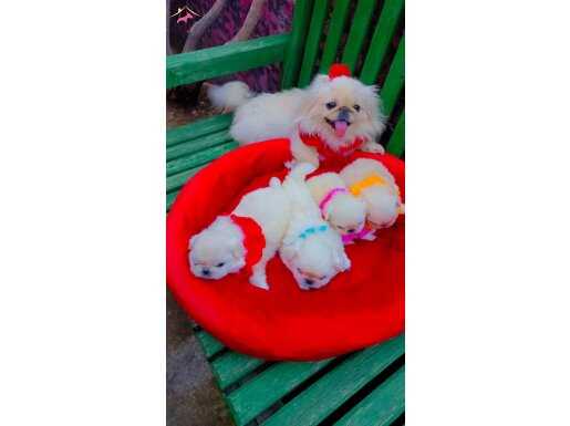 MİNİ BOY PEKİNEZ YAVRULARI