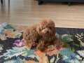 MİNİ BOY POODLE YAVRULARI iletişim whatspp