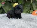 SİYAH TOY POODLE iletişim Whatspp