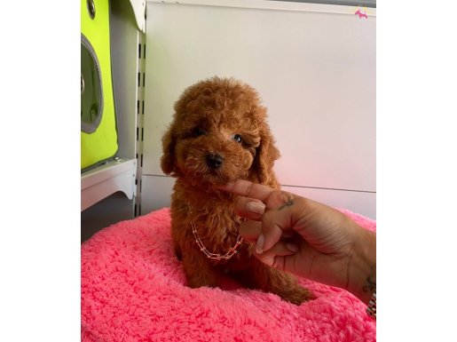 Toy Poodle Red Brown mini boy 
