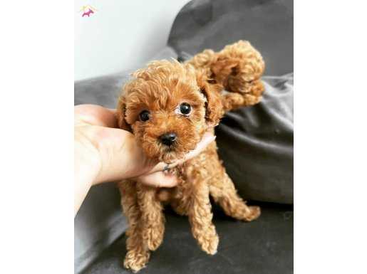 Toy Poodle Red Brown 