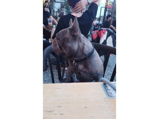 0 burun 0 kuyruk frencbuldog 
