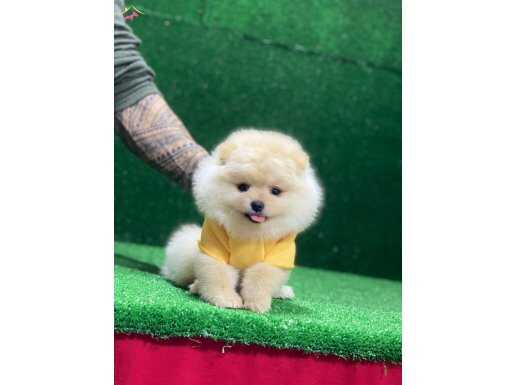 Tedy Bear Elit Yavrumuz
