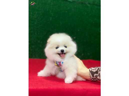 Ayı Surat Pomeranian  Boo Yavruları