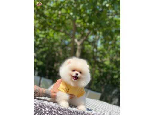 En Mükemmel Pomeranian Boo Yavrularımız 