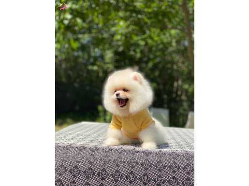 Tedy Face Pomeranian Boo Yavrularımız 