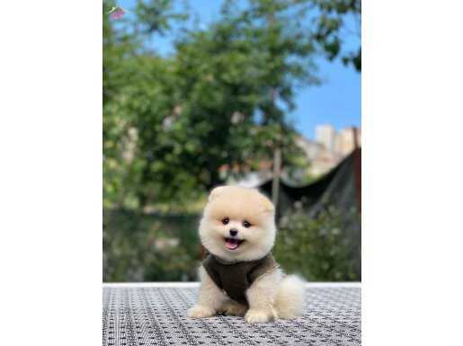 Ayı Surat Pomeranian Yavrularımız 