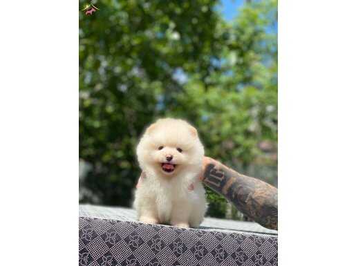 Rusya girişli Pomeranian Yavrularımız 