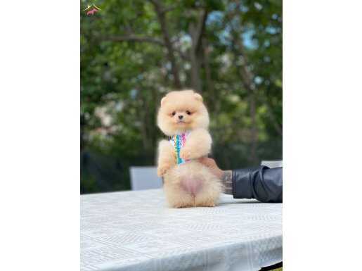 Yeni Gelen Güzel Pomeranian Yavrularımız 