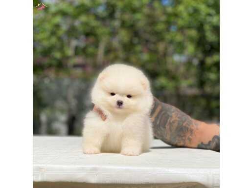 Taylan Girişli Pomeranian Boo Yavrularımız 