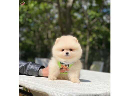 Ukrayna Girişli Pomeranian Boo Yavrularımız 