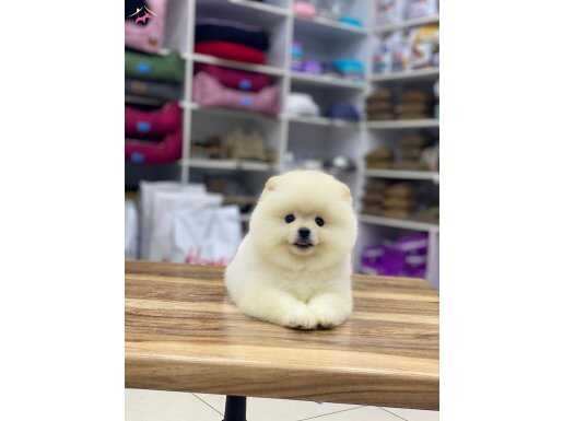 Teacup Boy Kore Pomeranian Boo Yavrularımız 