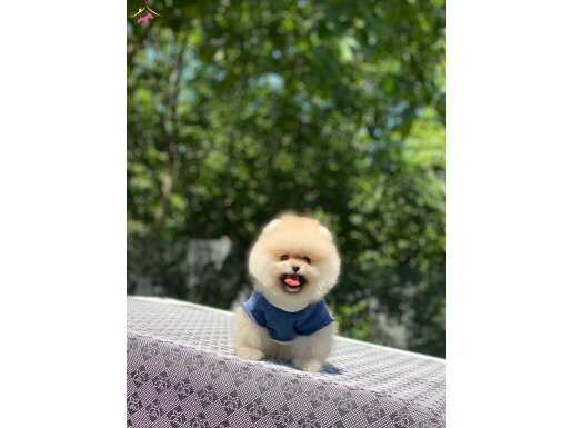 Pomeranian Boo Yavrularımız 