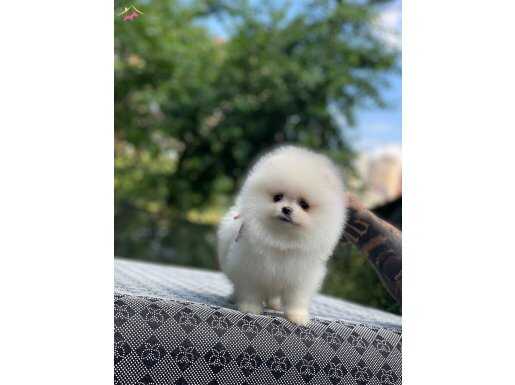 Ayı Pomeranian Boo Yavrularımız 