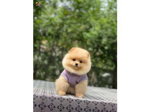 Irk ve Sağlık Garantili Pomeranian Boo Yavrularımız 