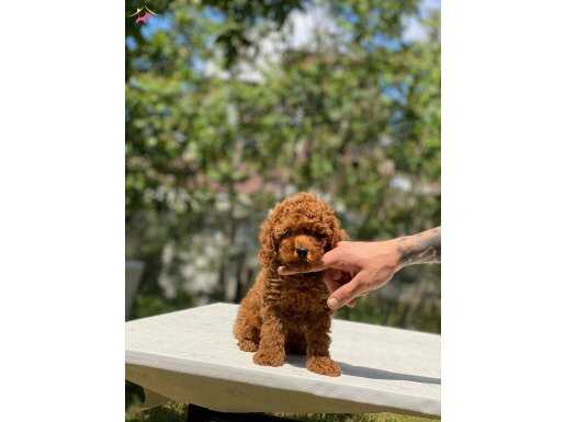 Teacup Boy Kore Poodle Yavrularımız 