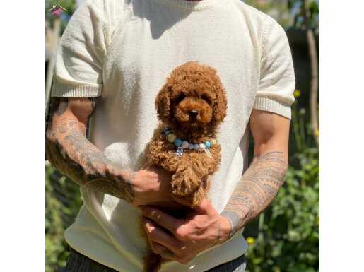 Dark Brown Poodle Yavrularımız 