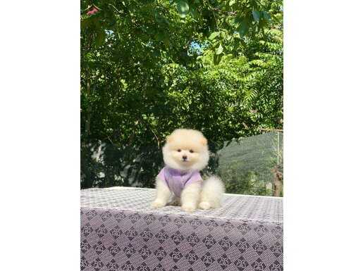 En Güzel  Pomeranian Boo Yavrularımız 