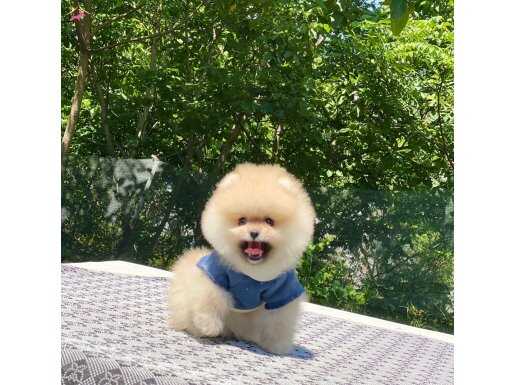 Safgan Pomeranian Boo Yavrularımız 