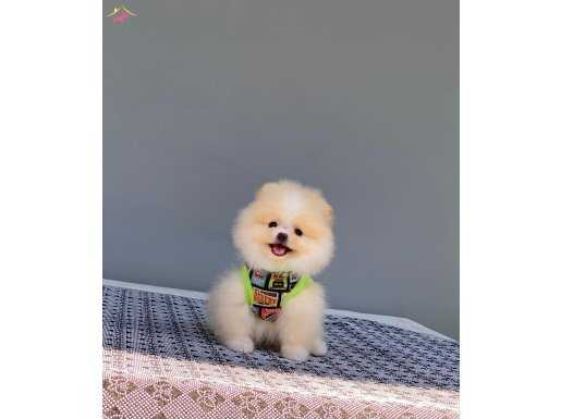 En Tatlı Pomeranian Boo Yavrularımız 
