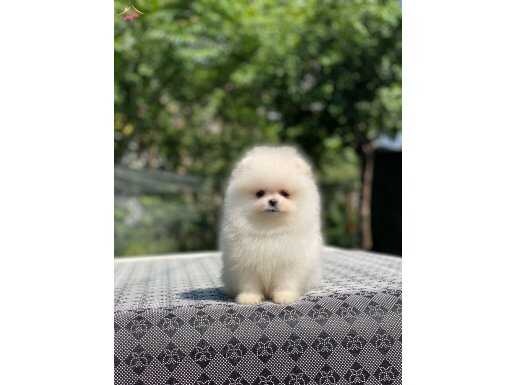 Popüler renk Pomeranian Boo Yavrularımız 