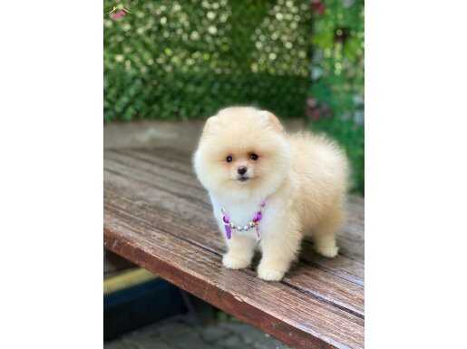 Ayı Surat Pomeranian Boo Yavrularımız 