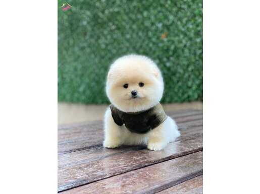 Tedy Bear Pomeranian Boo Yavrularımız 