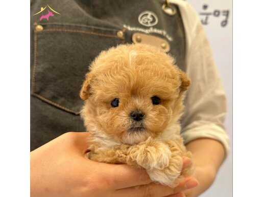 Kore Girişli Maltipoo Yavrular
