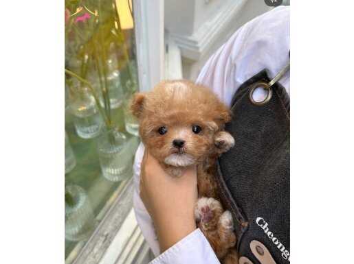 Irk ve Sağlık Garantili Maltipoo Yavrularımız