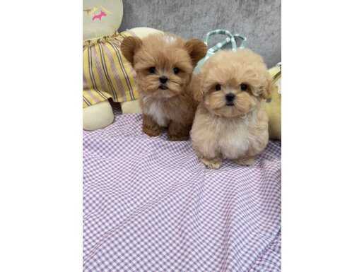 Çin Girişli Maltipoo Yavrularımız 